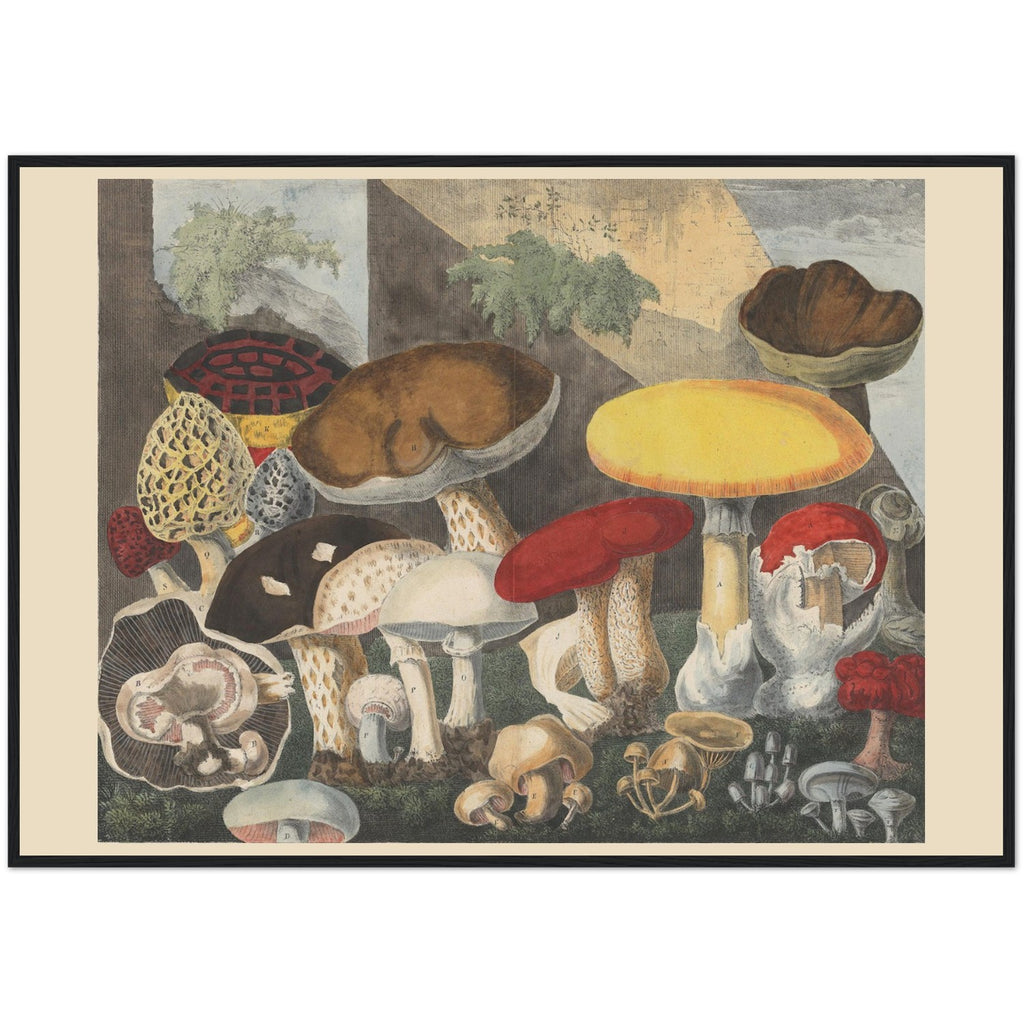 Atlas des Champignons 2 Print