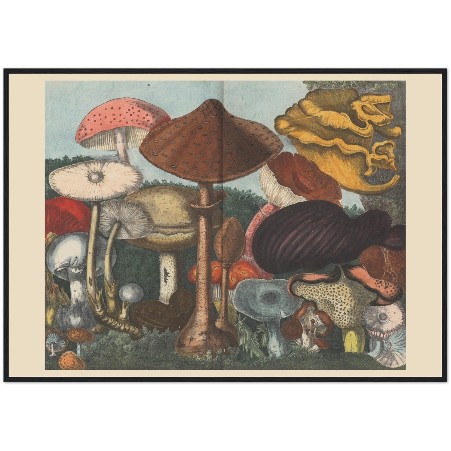 Atlas des Champignons 4 Print