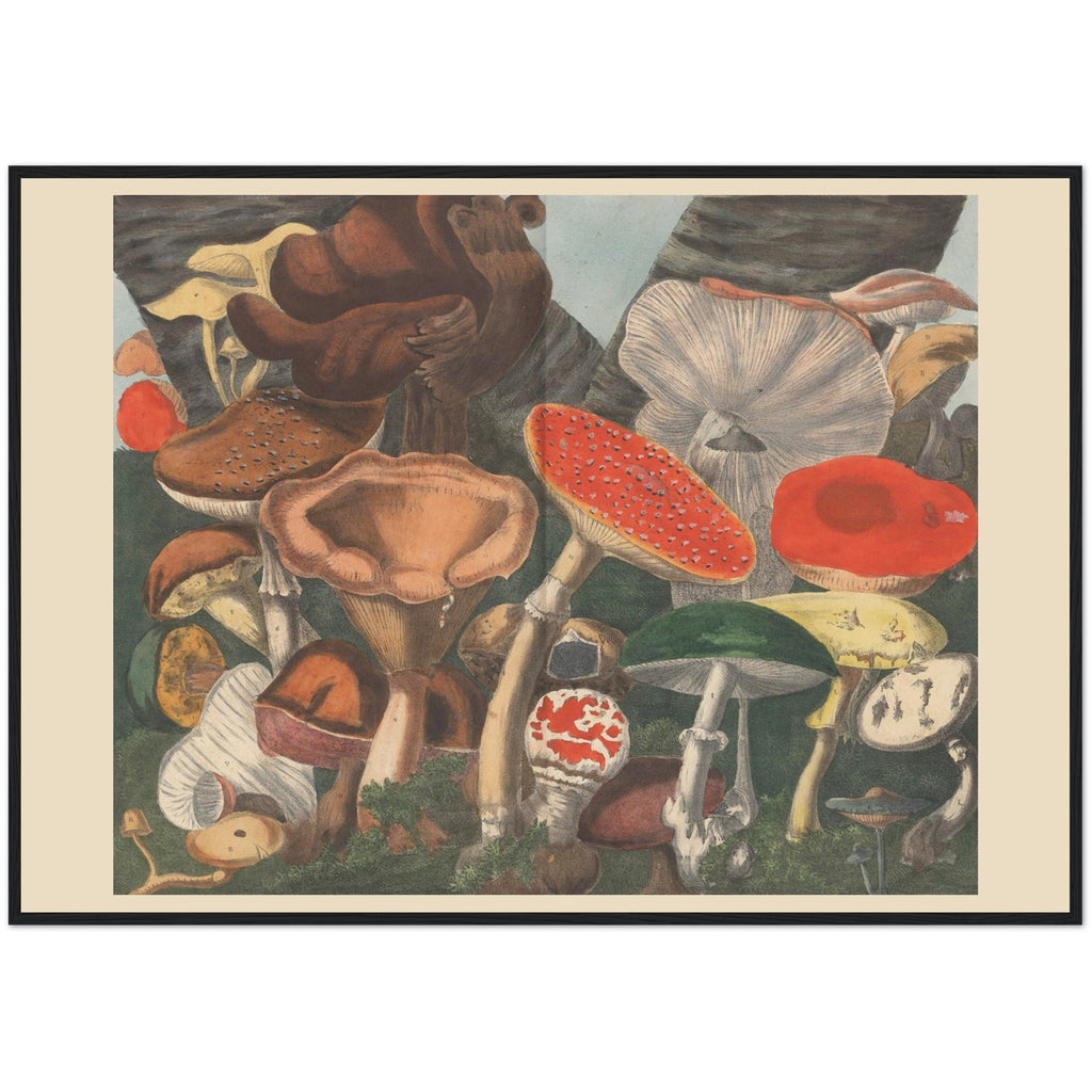 Atlas des Champignons 8 Print
