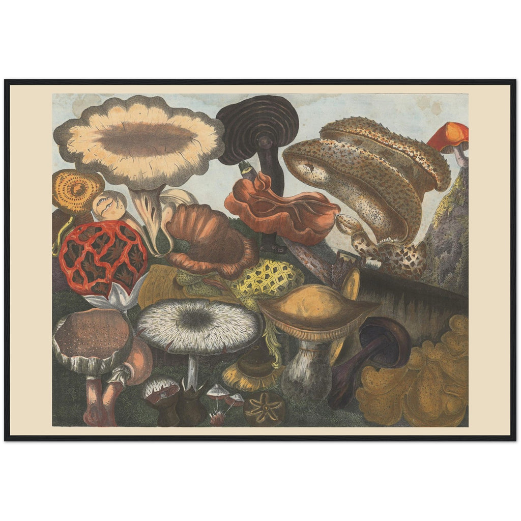 Atlas des Champignons 7 Print