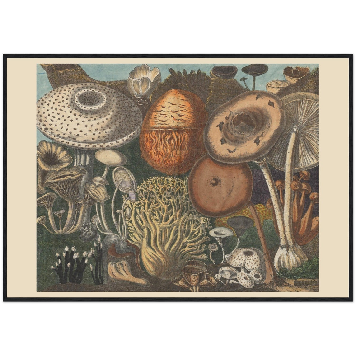 Atlas des Champignons 3 Print