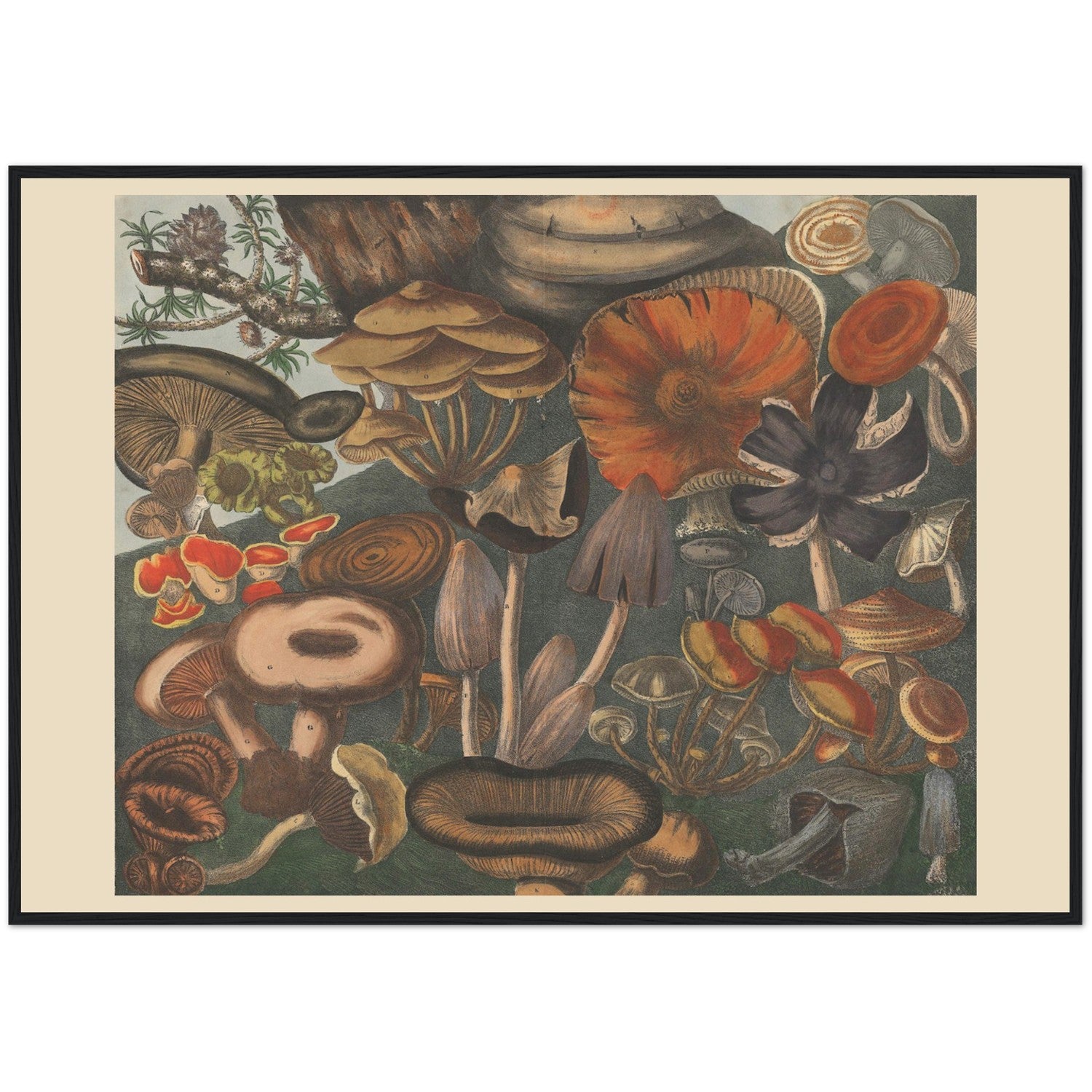 Atlas des Champignons 10 Print