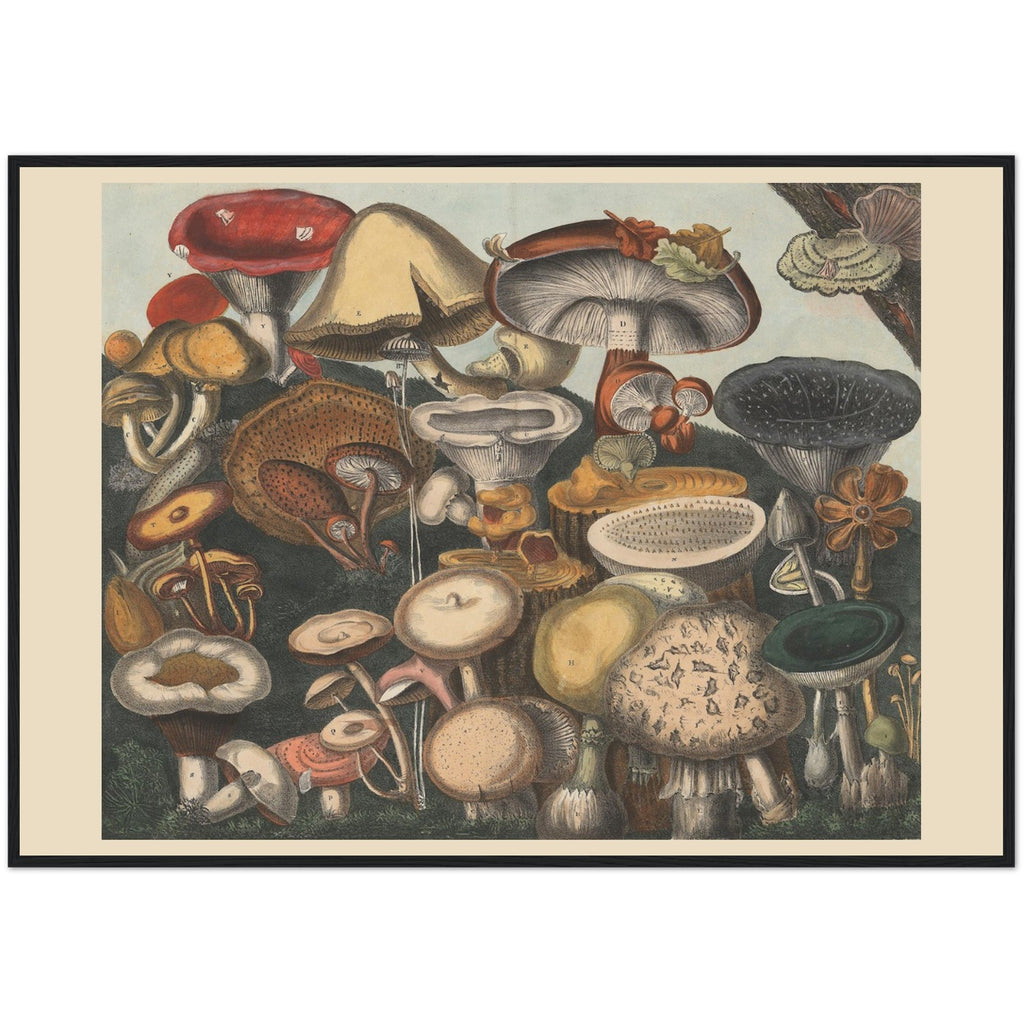 Atlas des Champignons 9 Print