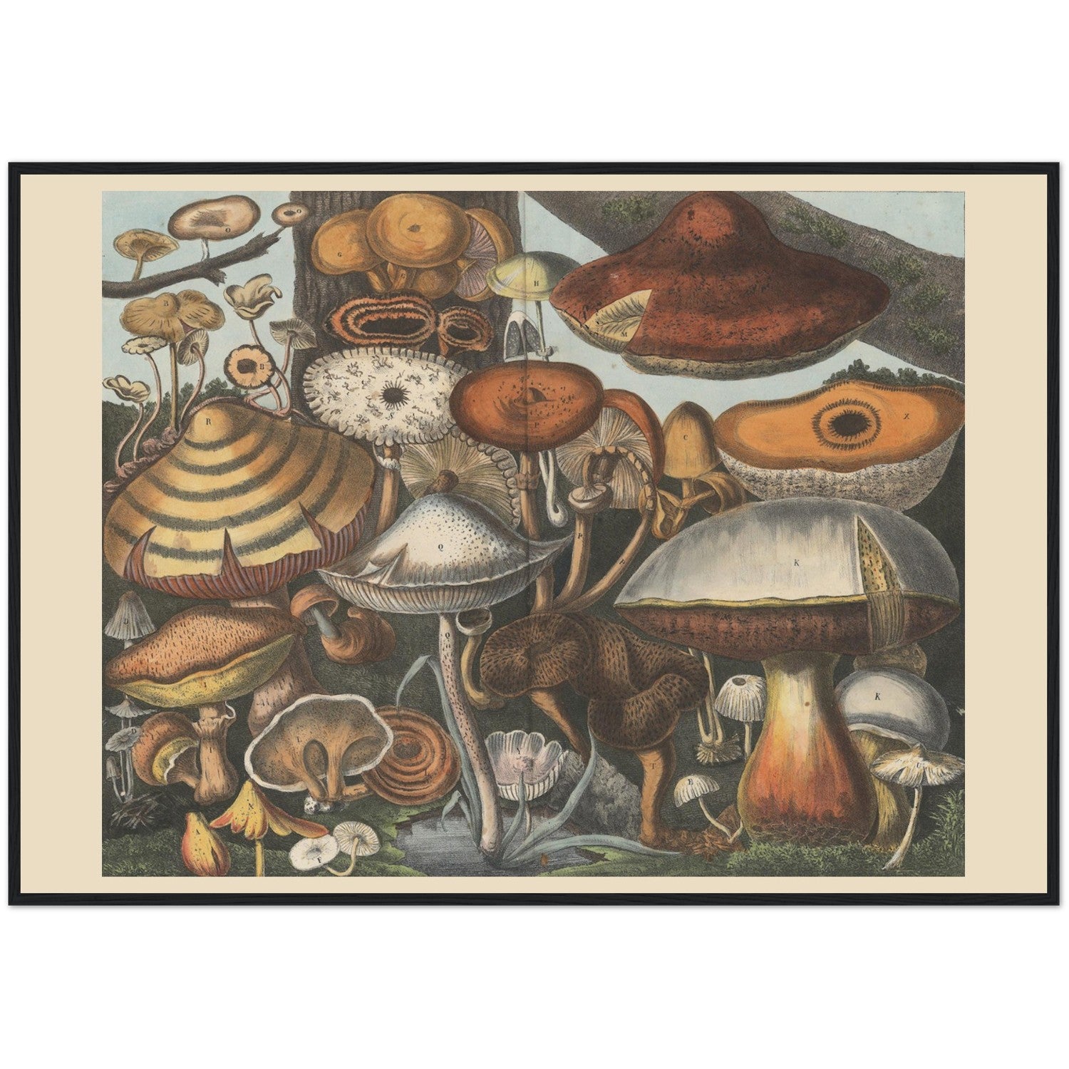 Atlas des Champignons 1 Print