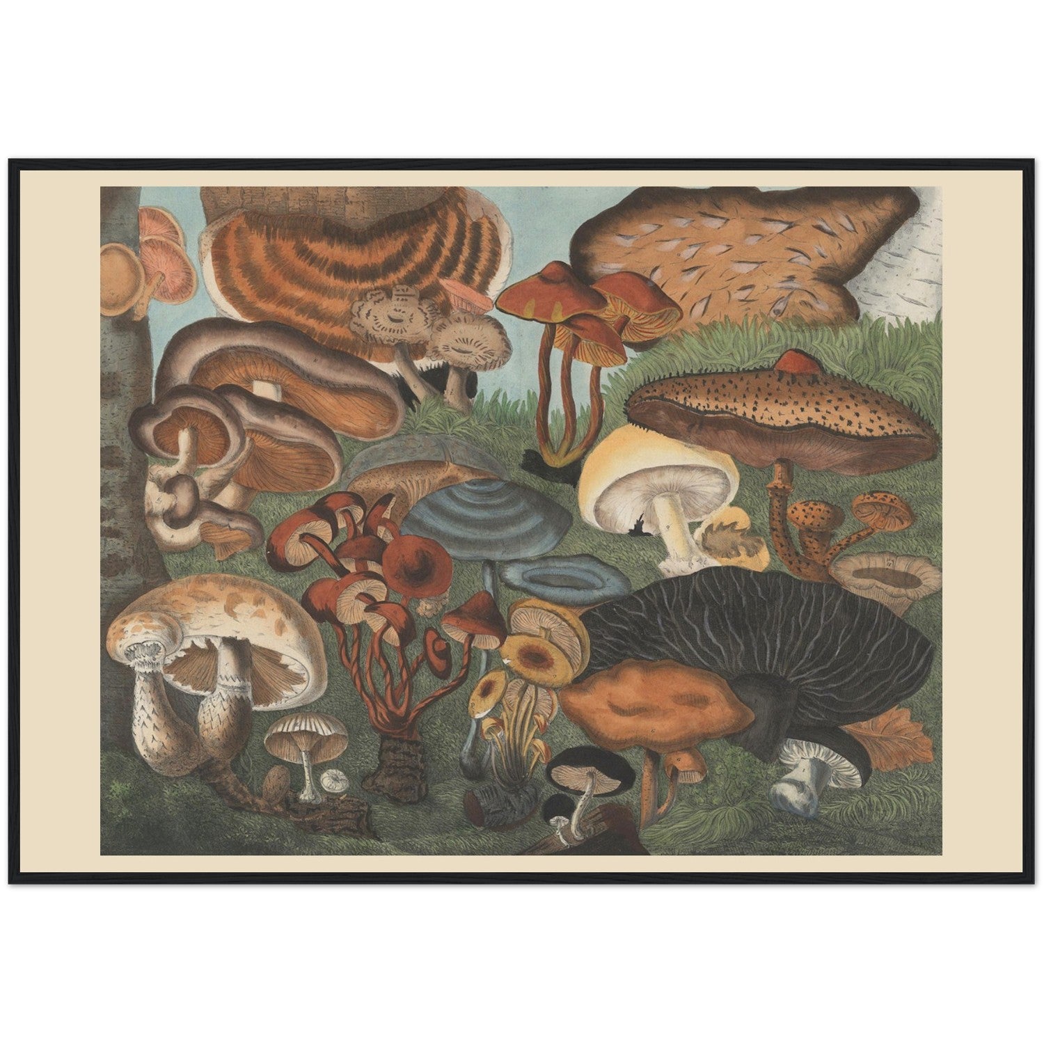 Atlas des Champignons 6 Print