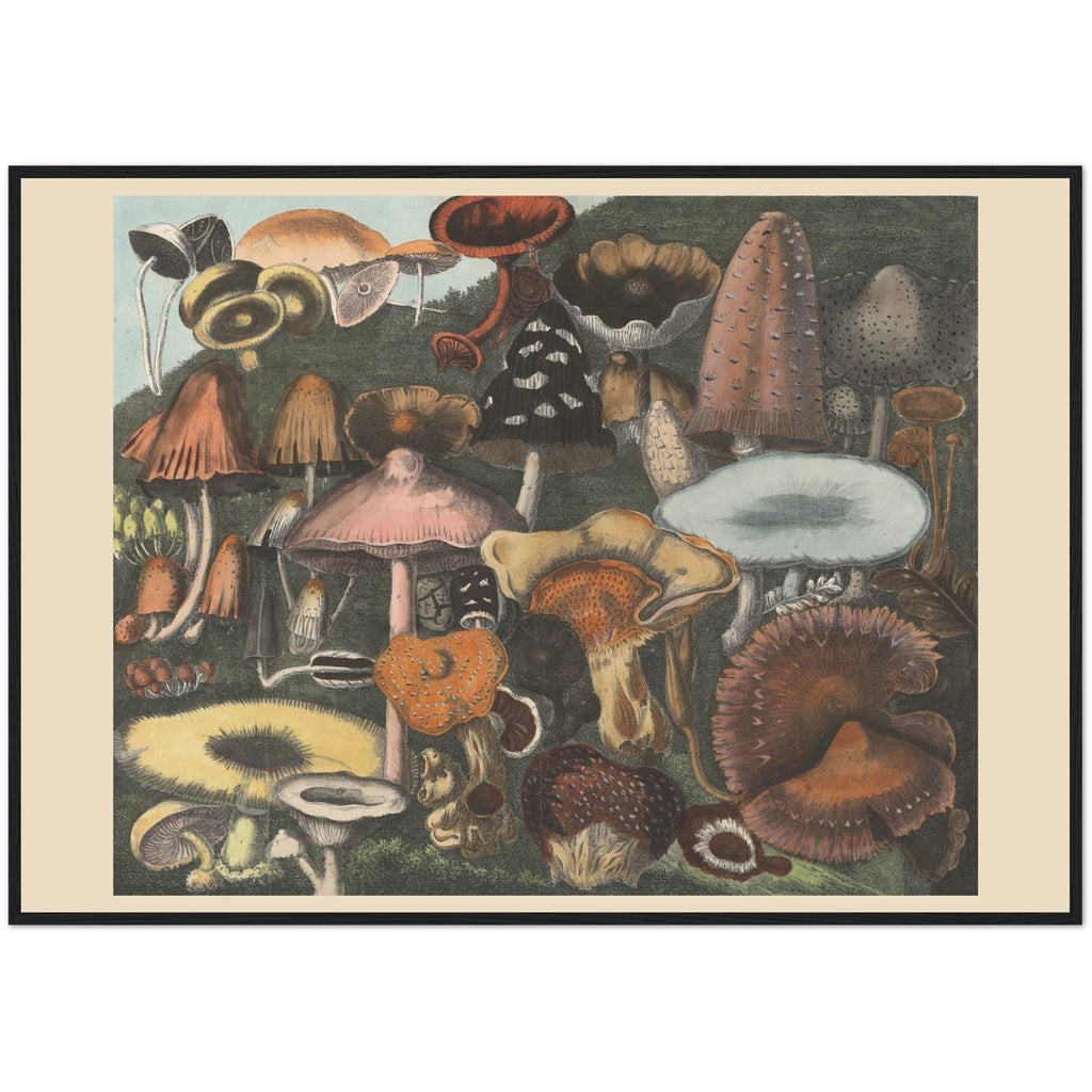 Atlas des Champignons 5 Print